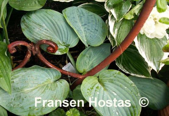 Hosta Metallic Sheen